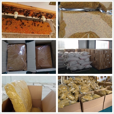 High Quality Food Grade Corn Bee Pollen 100% Pure Natural Herbal Extract Fresh Organic Corn Bee Pollen in Bag Packaging