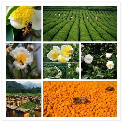 Private Label Manufacturer Supply Bulk New Season Harvest Fresh Tea Bee Pollen Food Grade Tea Bee Pollen in Bag Packaging