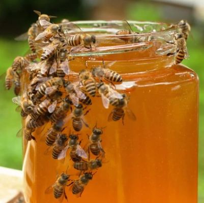 High Quality Polyflora Honey Natural Honey From Varieties Wild Flower Nectar Food Grade Polyflora Honey in Bulk Packaging