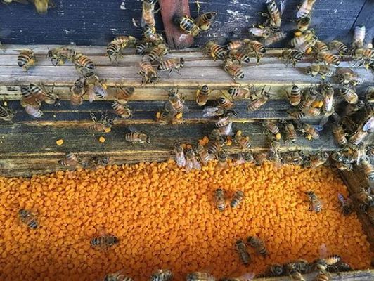 High Quality Bee Product New Harvest Fresh Lotus Bee Pollen 100% Pure Natural Herbal Extract Premium Lotus Bee Pollen