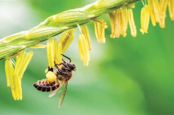 High Quality Organic Corn Bee Pollen Natural Herbal Extract Manufacturer Supply Bulk New Harvest Fresh Corn Bee Pollen