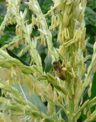 Hot Sale Food Grade Corn Bee Pollen 100% Pure Natural Herbal Extract New Harvest Fresh Corn Bee Pollen